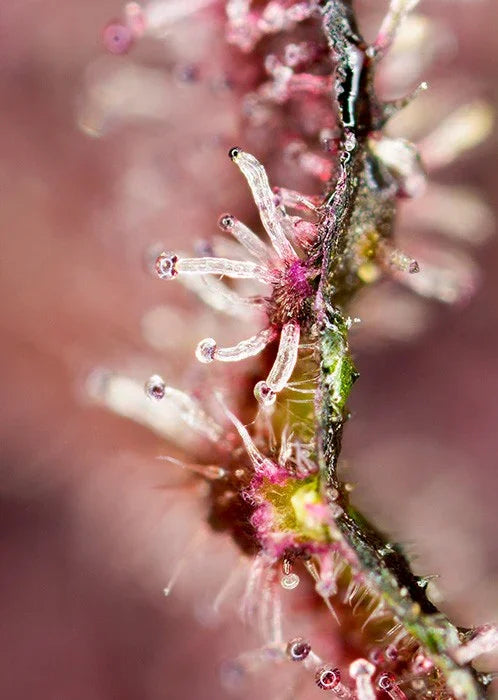 Macro de tricomas en flor de planta, detalle para cultivo indoor y semillas