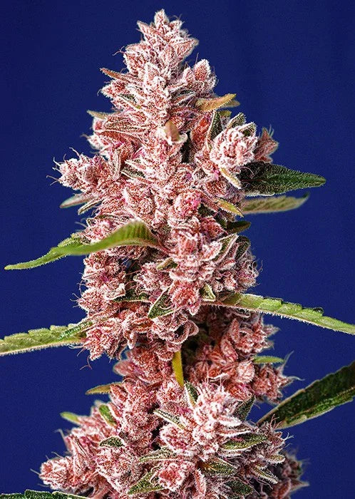 Cogollo de planta con tricomas rosas y hojas verdes, fondo azul, semillas feminizadas