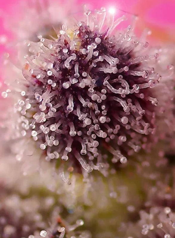 Macro de tricomas en flor de cannabis con tonos morados y fondo rosado