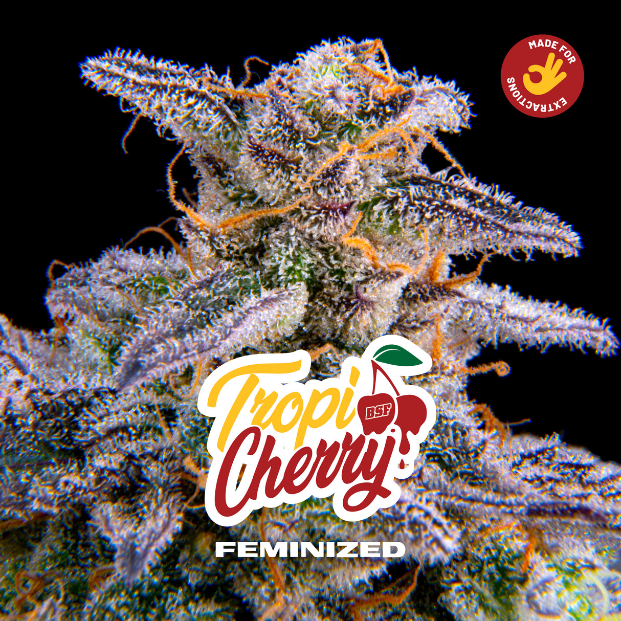 TropiCherry 4 Semillas Bsf Seeds