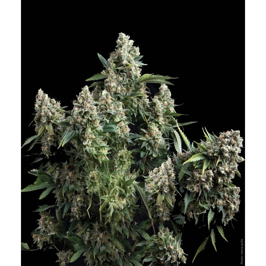 Planta de cannabis Tutankhamon con flores resinosas y hojas verdes sobre fondo negro