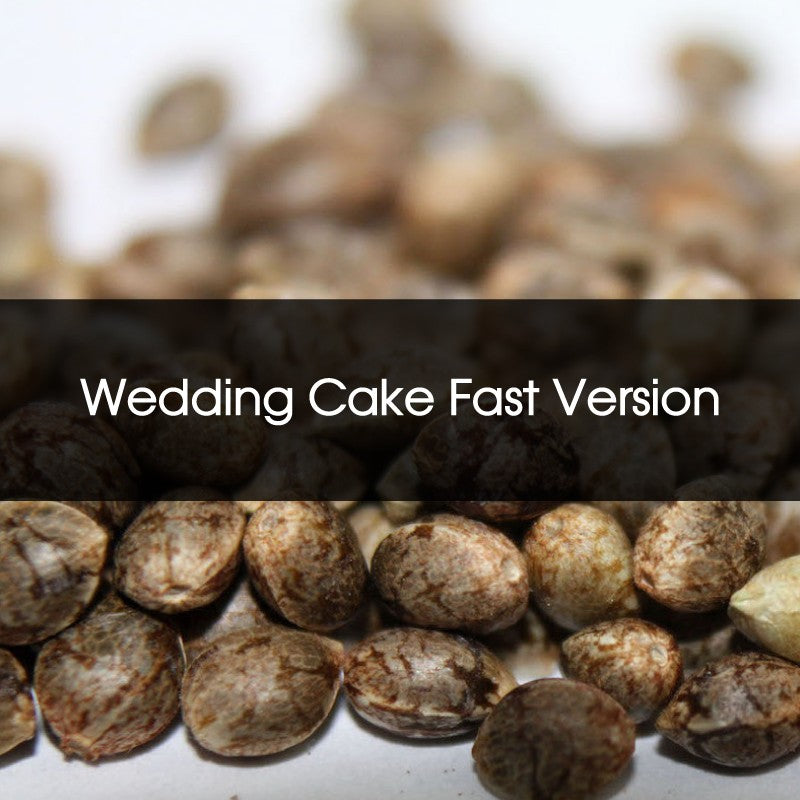 Wedding Cake Fast Version Feminizada A Granel 10 Unidades