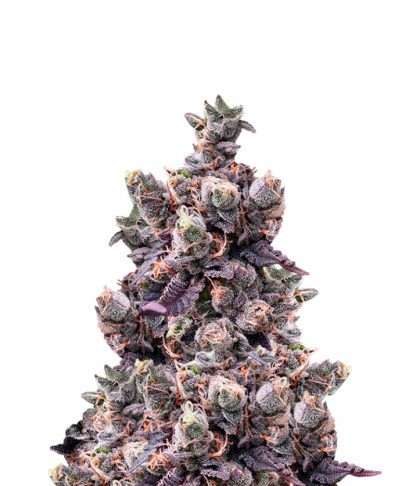 Wedding Gelato 3 Semillas RQS