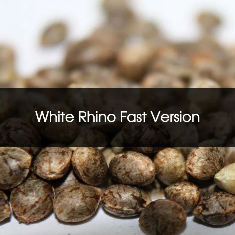 Semillas White Rhino Fast Version a granel, enfoque macro, superficie blanca de fondo.