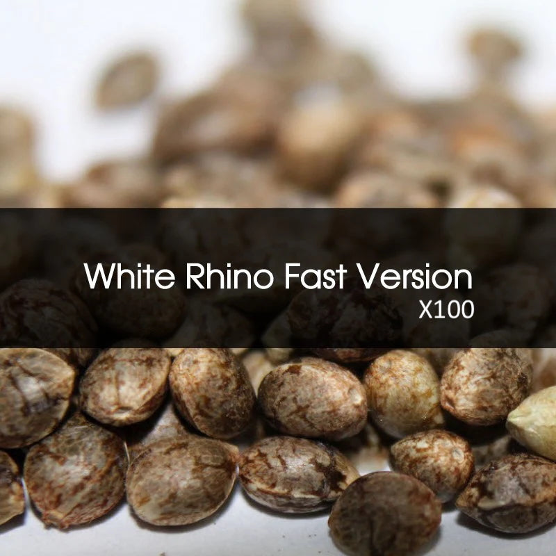 White Rhino Fast Version Feminizada A Granel 100 Unidades