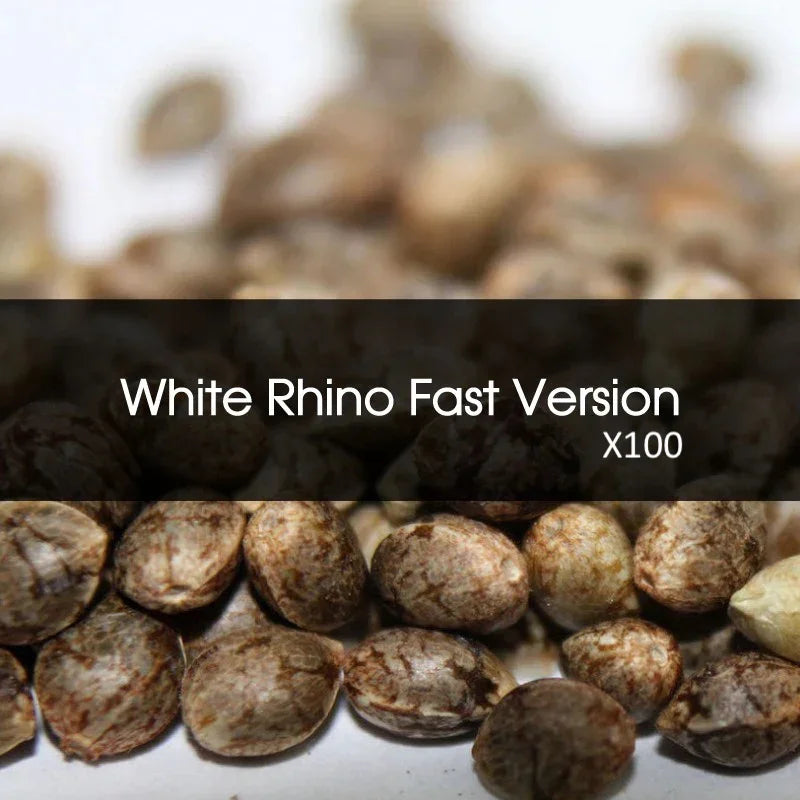 White Rhino Fast Version Feminizada A Granel 100 Unidades