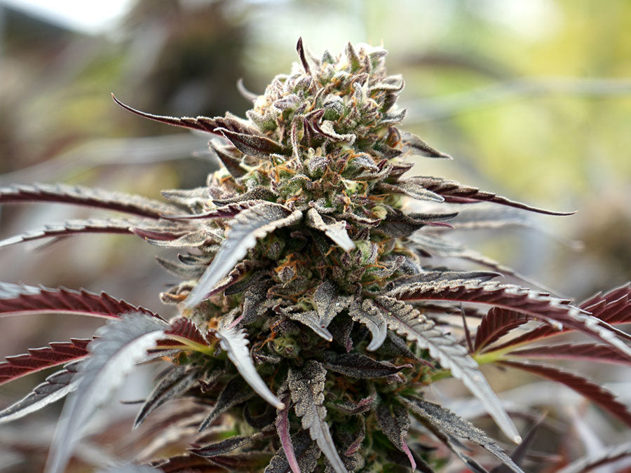 White Runtz Fast Flowering 3 Semillas Humboldt Seeds