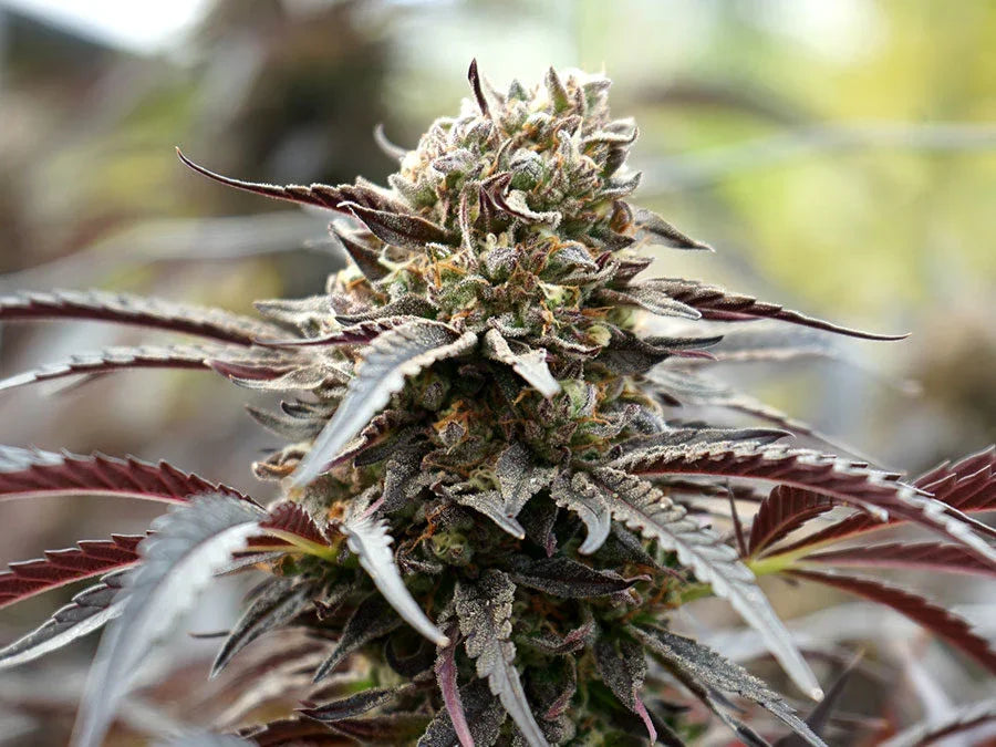 White Runtz Fast Flowering 3 Semillas Humboldt Seeds