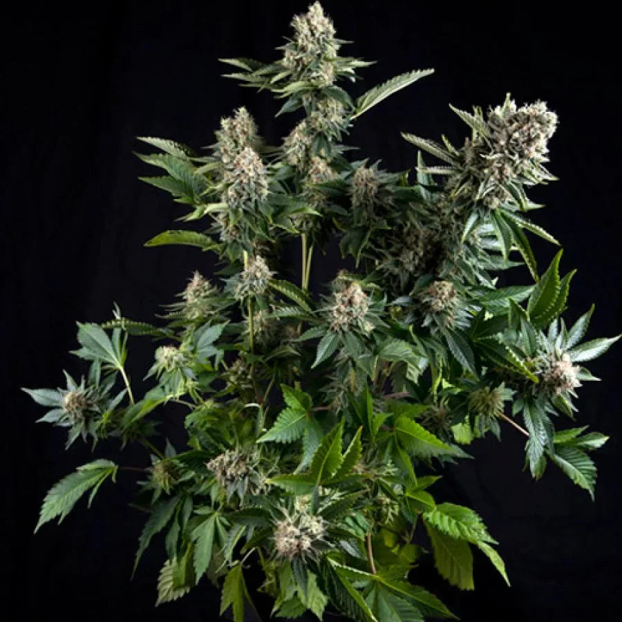 Planta de cannabis White Widow en floración, hojas verdes y cogollos resinosos sobre fondo negro.