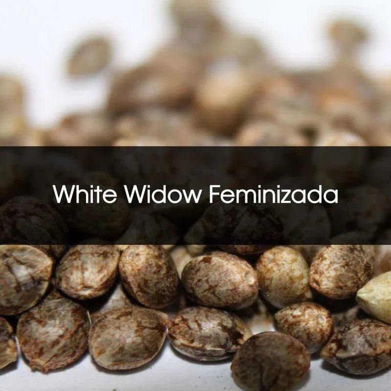 Semillas feminizadas White Widow a granel sobre fondo claro, ideales para cultivo indoor.