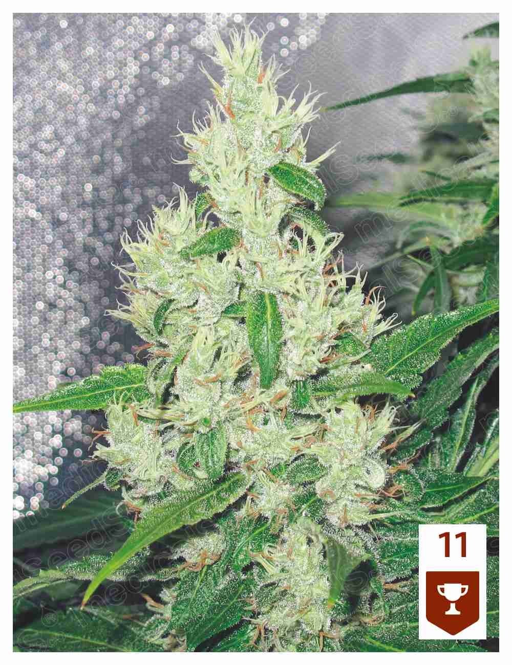 Y Griega 3 Semillas Medical Seeds