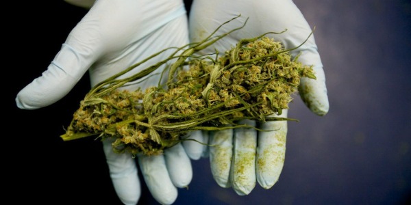 Cómo cultivar la mejor cannabis