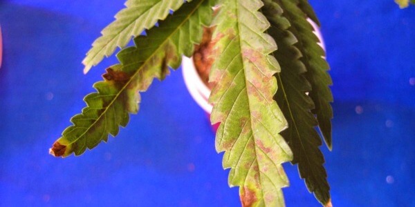 Deficiencia de fósforo en cannabis