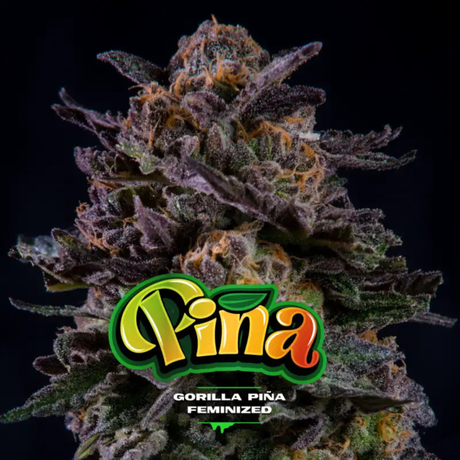 Gorilla Piña GK 2 Semillas BSF Seeds