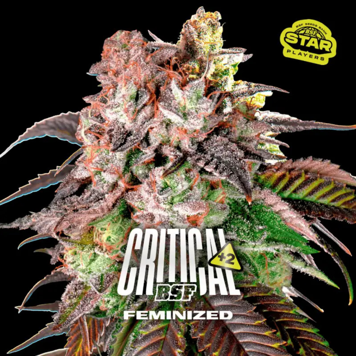 Critical+2 12 Semillas Bsf Seeds