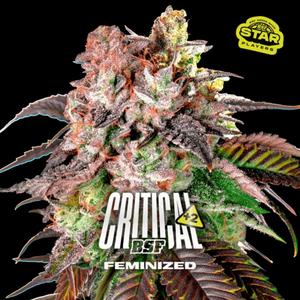 Critical+2 12 Semillas Bsf Seeds