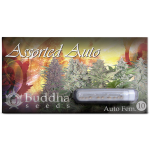 Assorted Auto 10 Semillas Buddha Seeds
