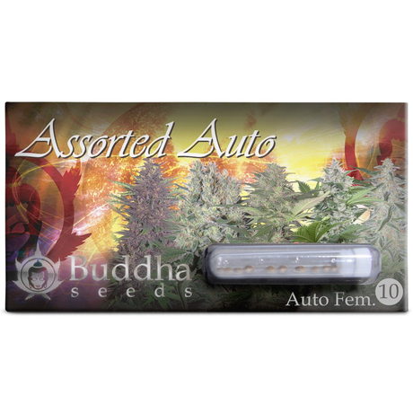 Assorted Auto 10 Semillas Buddha Seeds