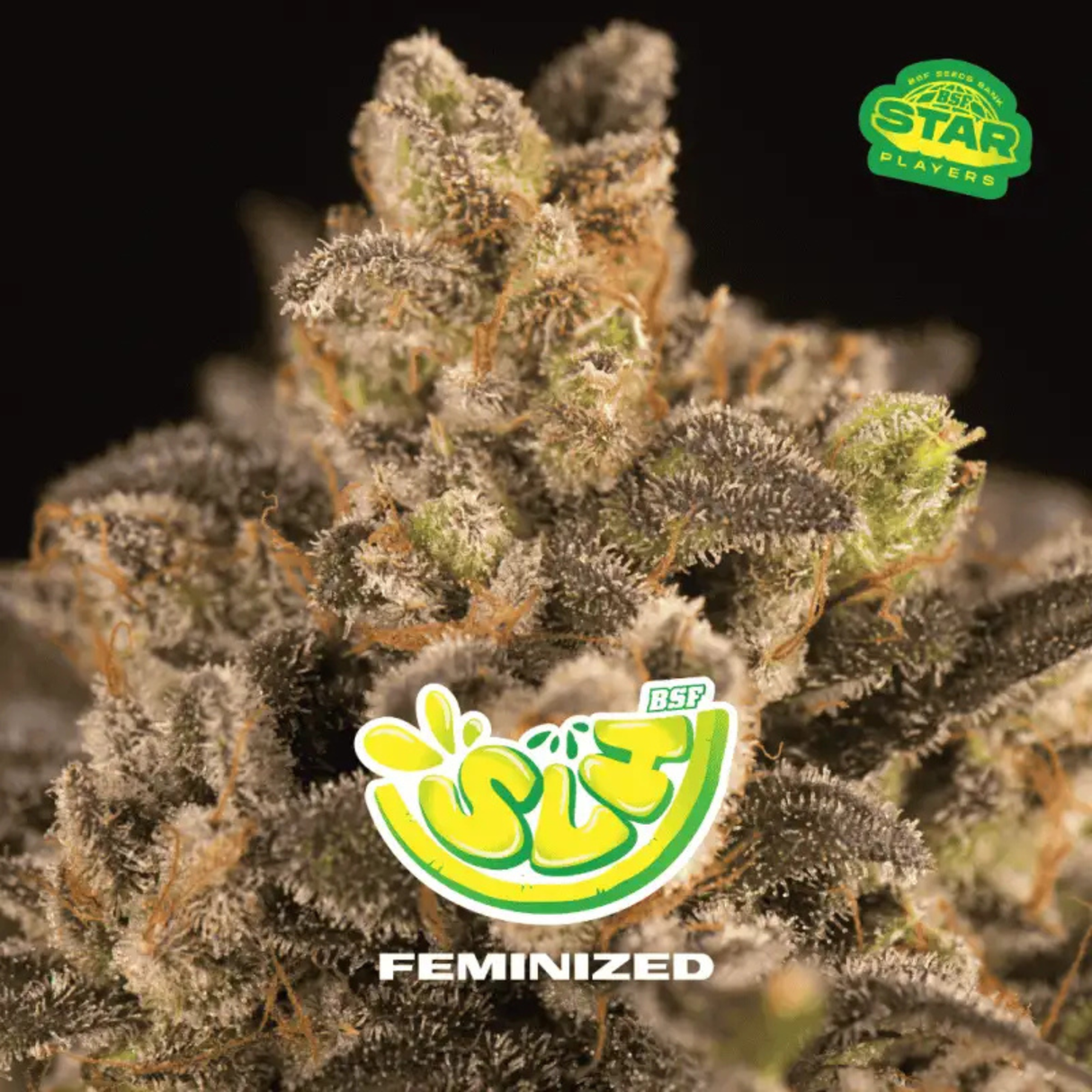 SLH 4 Semillas Bsf Seeds