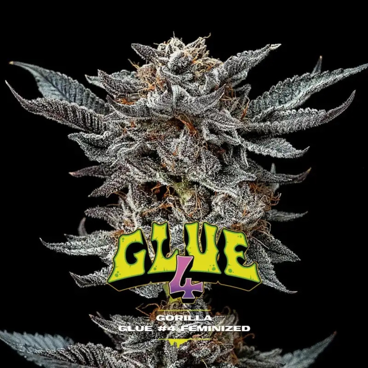 Gorilla Glue N4 4 Semillas Bsf Seeds