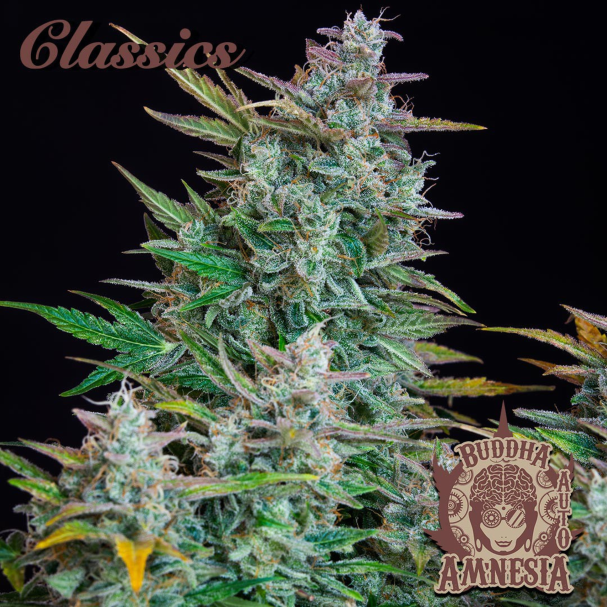 Auto Amnesia 3 Semillas Buddha Classics