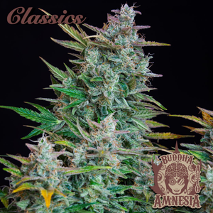 Auto Amnesia 3 Semillas Buddha Classics