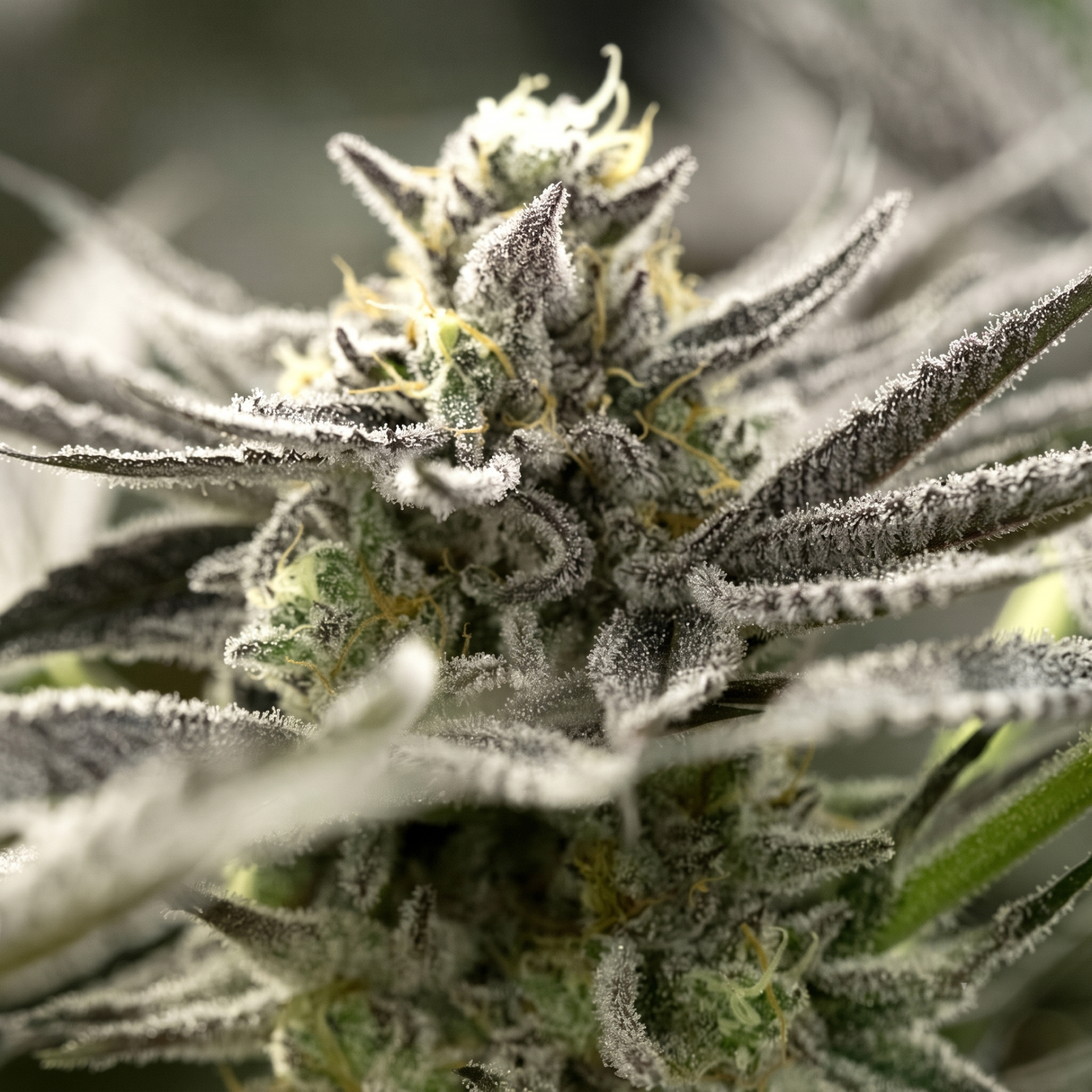 OGKZ Auto 3 Semillas Humboldt Seeds