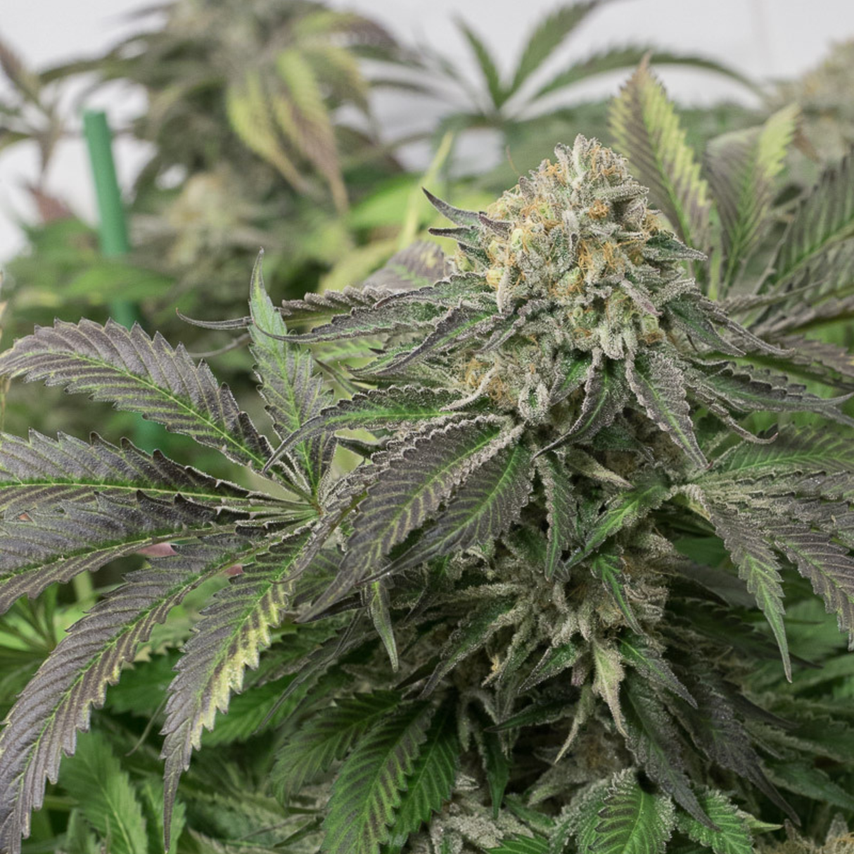 Amherst Sour Diesel 3 Semillas Humboldt Seeds
