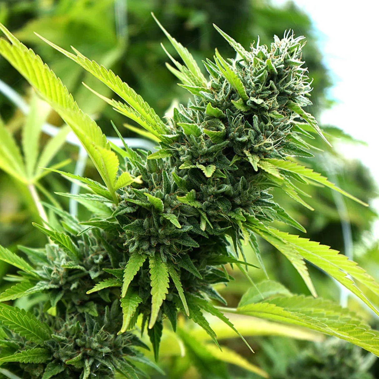 Banana Sapphire 3 Semillas Humboldt Seeds