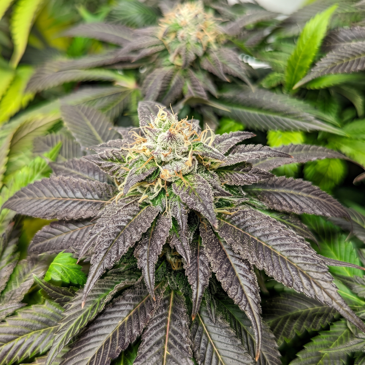 Double Fire Headband 3 Semillas Humboldt Seeds