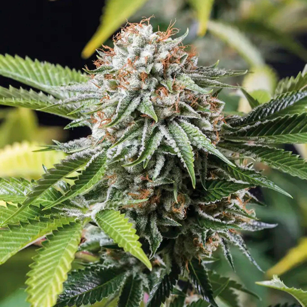 Mango Shappire 3 Semillas Humboldt Seeds