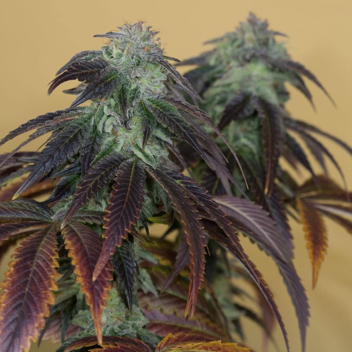 Og Kush 3 Semillas Humboldt Seeds