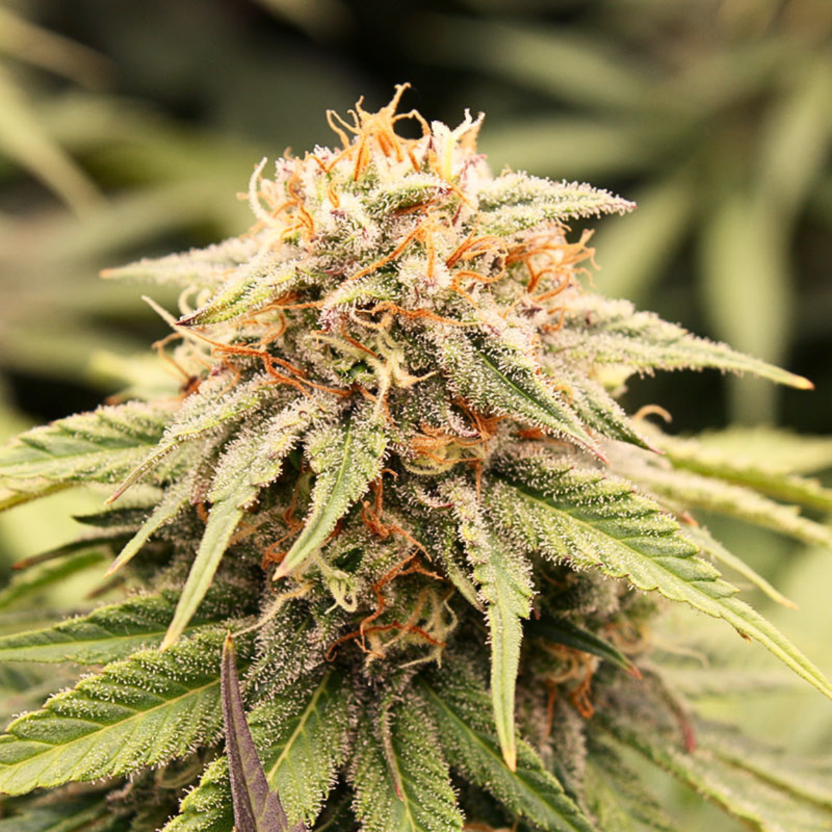 Prizmatic 3 Semillas Humboldt Seeds