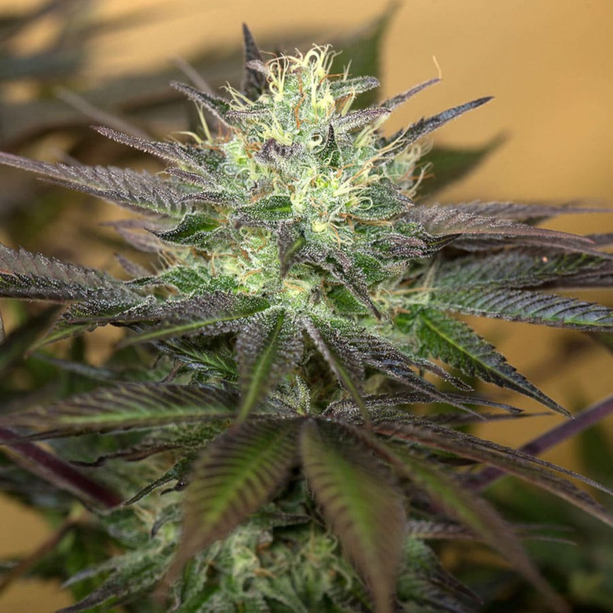 Sapphire Og 3 Semillas Humboldt Seeds