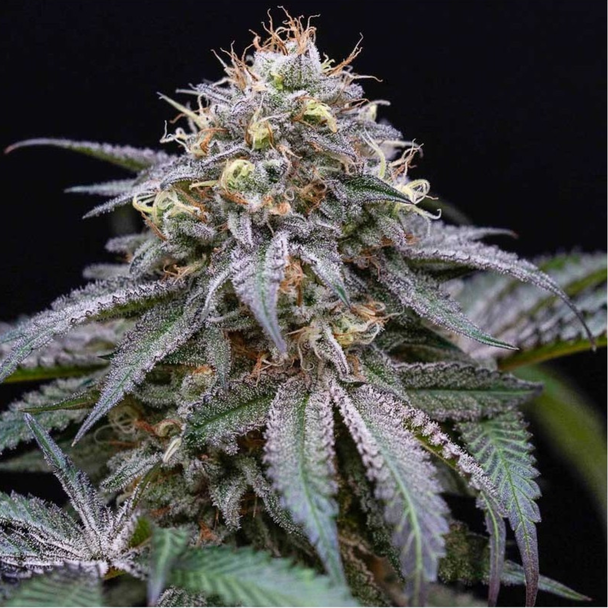 Sugar Breath 3 Semillas Humboldt Seeds