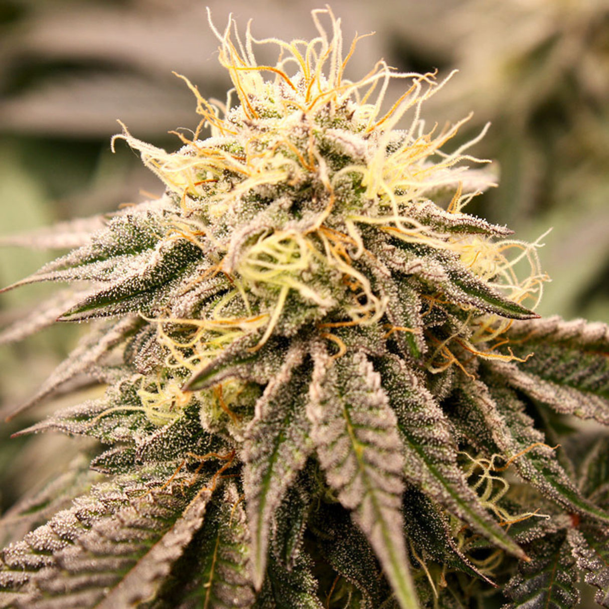 Sundogz 3 Semillas Humboldt Seeds