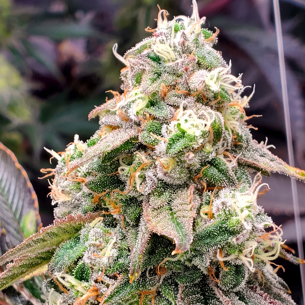 Gushers Fast Flowering 3 Semillas Humboldt Seeds
