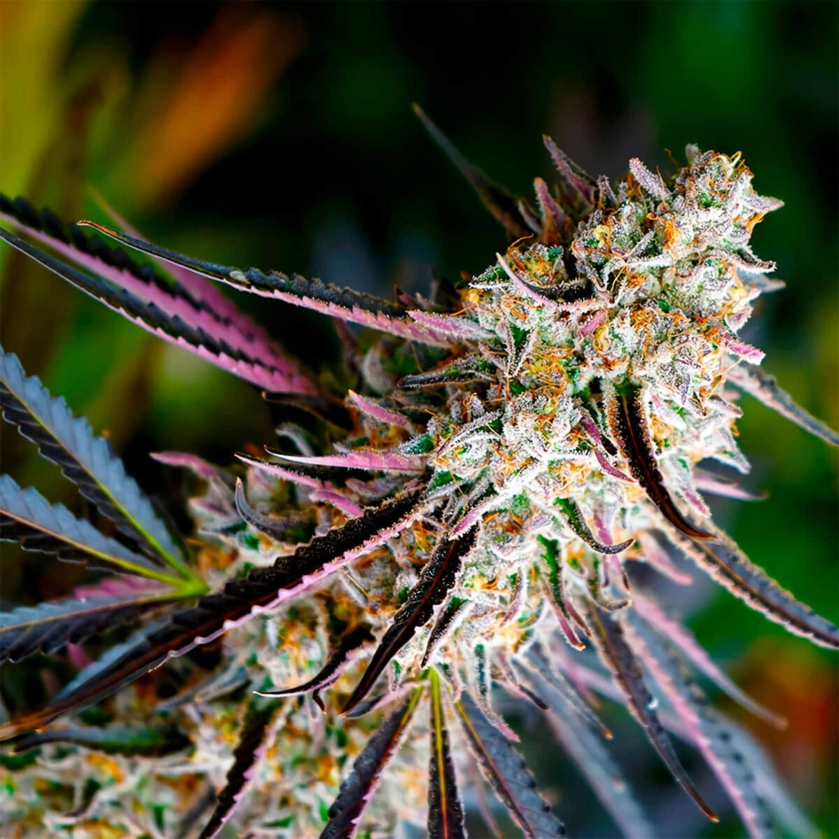 Peanut Butter Breath Fast Flowering 3 Semillas Humboldt Seeds