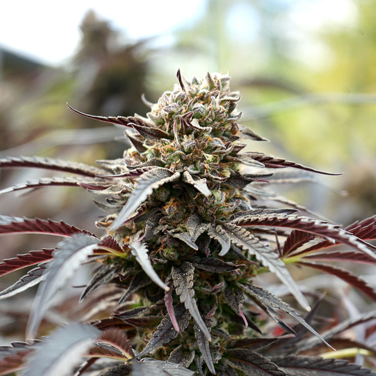 White Runtz Fast Flowering 3 Semillas Humboldt Seeds