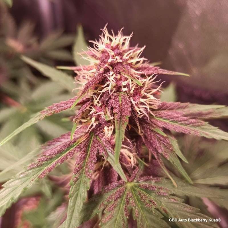 Blackberry Kush CBD Auto 3 Semillas Dutch Passion