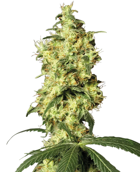 White Widow 4:20 2 Semillas