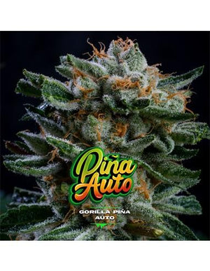 Gorilla Piña Auto GK 4 Semillas BSF Seeds