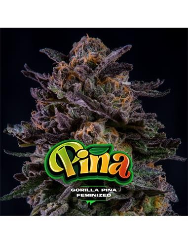 Gorilla Piña GK 7 Semillas BSF Seeds