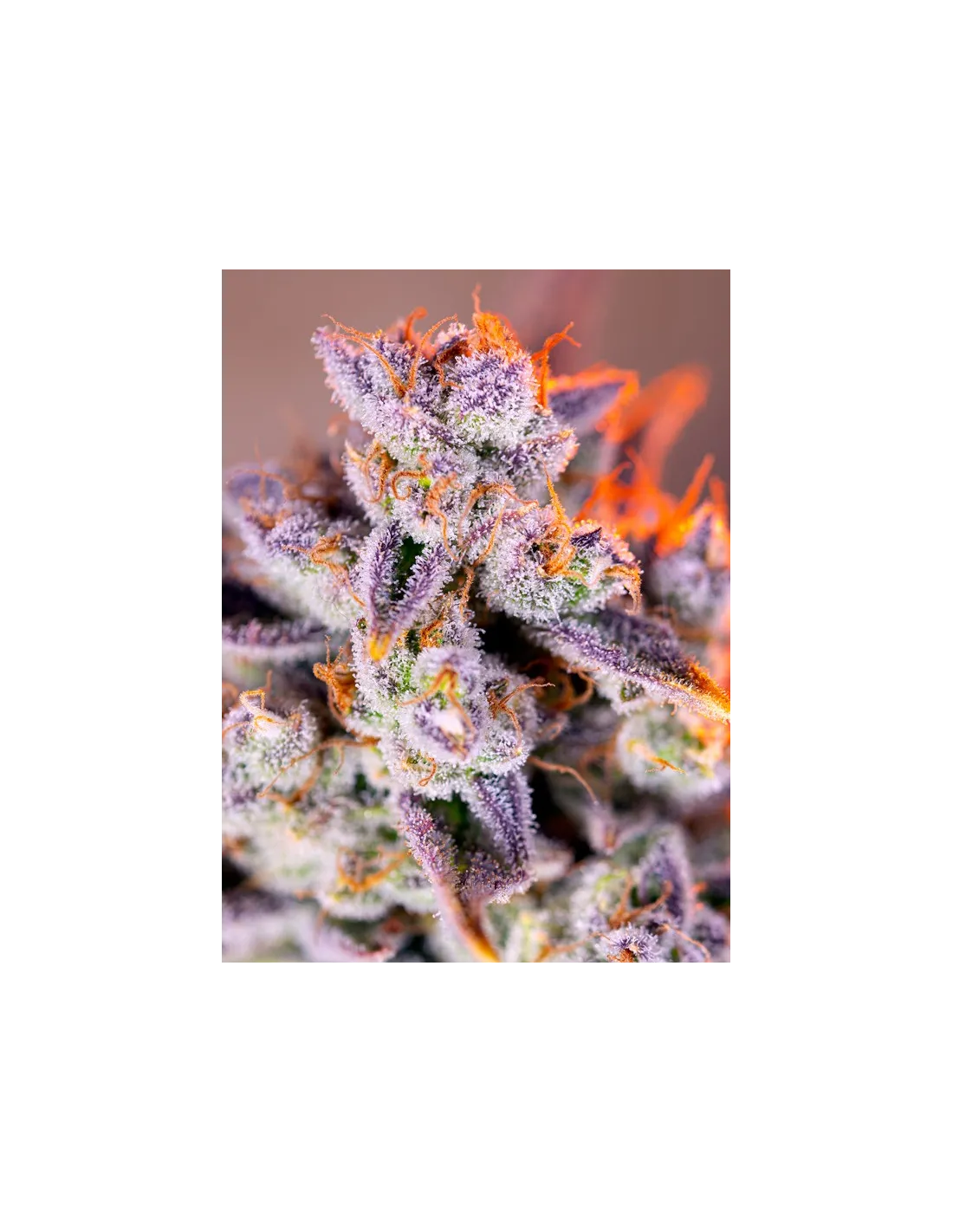 Tropicana Poison XL Auto 3+1 Semillas Sweet Seeds