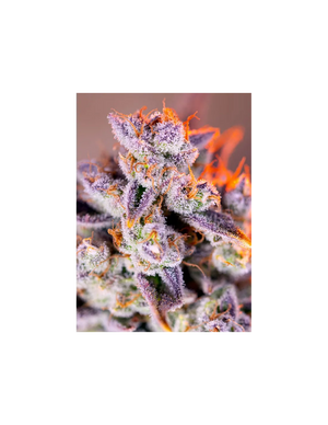 Tropicana Poison XL Auto 3+1 Semillas Sweet Seeds