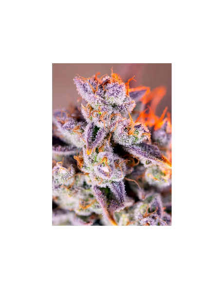 Tropicana Poison XL Auto 3+1 Semillas Sweet Seeds