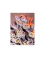 Tropicana Poison XL Auto 3+1 Semillas Sweet Seeds