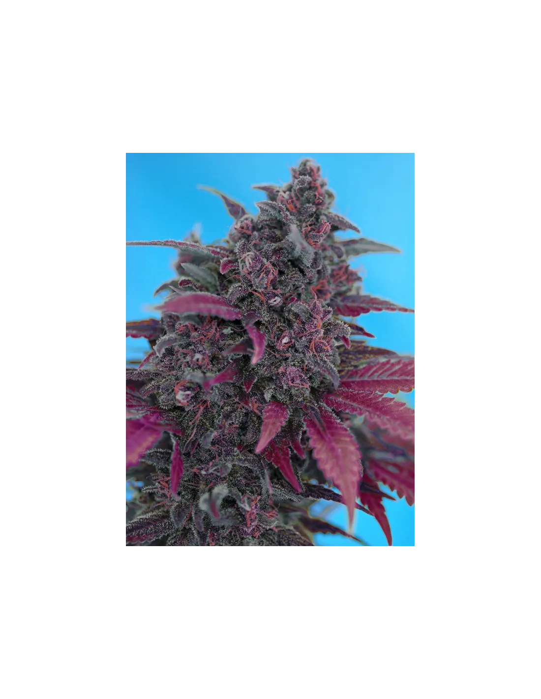 Dark Devil Auto 3+1 Semillas Sweet Seeds
