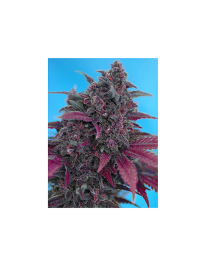 Dark Devil Auto 3+1 Semillas Sweet Seeds