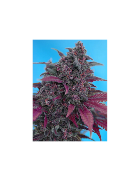 Dark Devil Auto 3+1 Semillas Sweet Seeds
